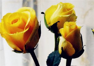 送黄玫瑰是什么意思[送黄玫瑰花代表什么意思啊]